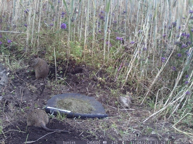 Field baiting with plants 1