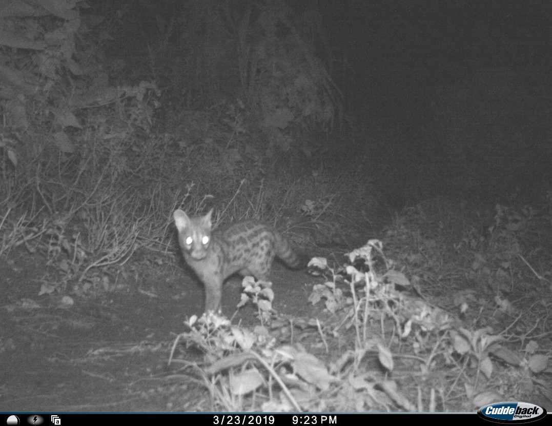 camera trap 3 eswatini