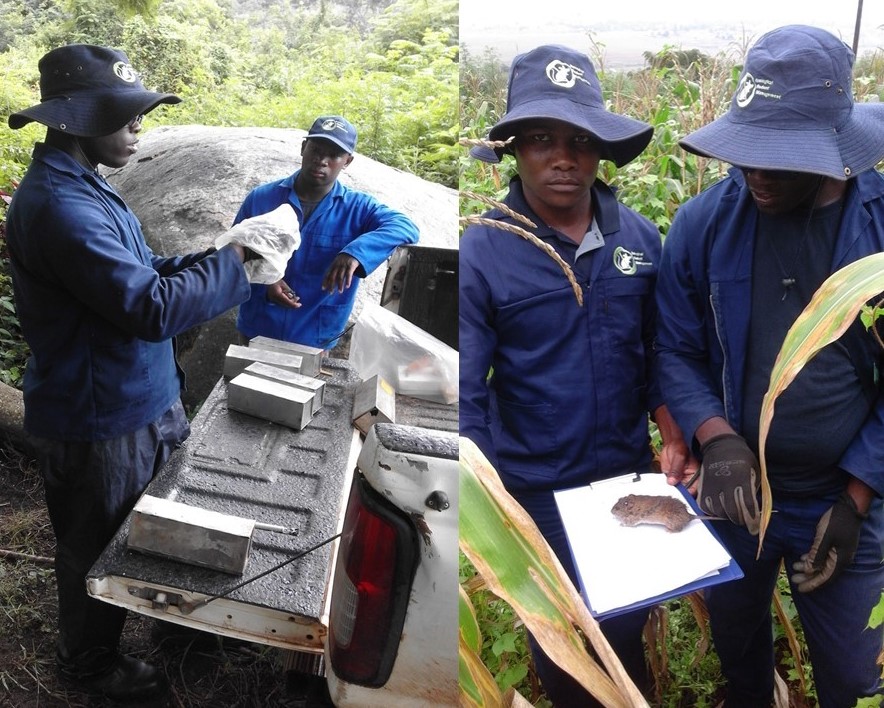 eswatini small mammal trappers